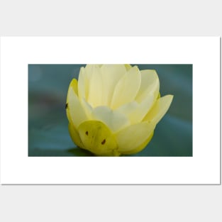 Water lily Posters and Art
